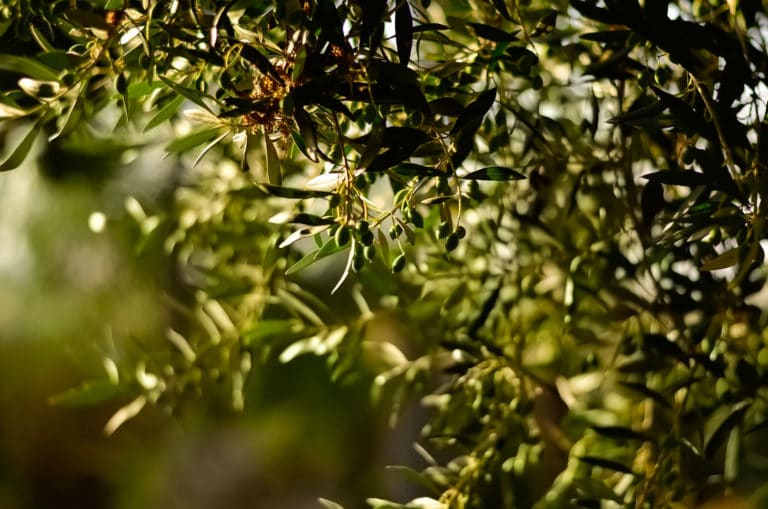 olio d'oliva e olive biologiche