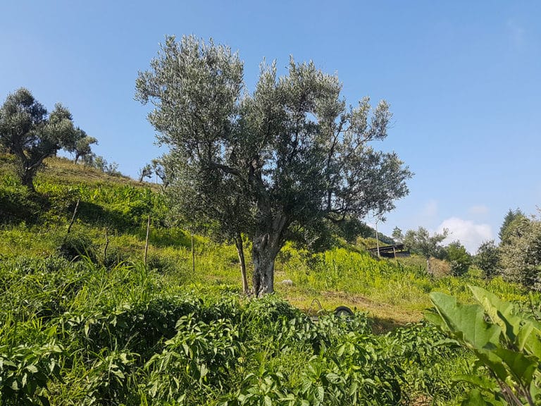 ulivo