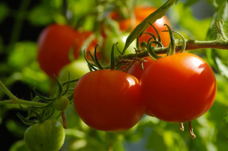 3pomodori